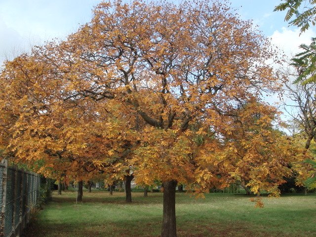 Koelreuteria paniculata automne